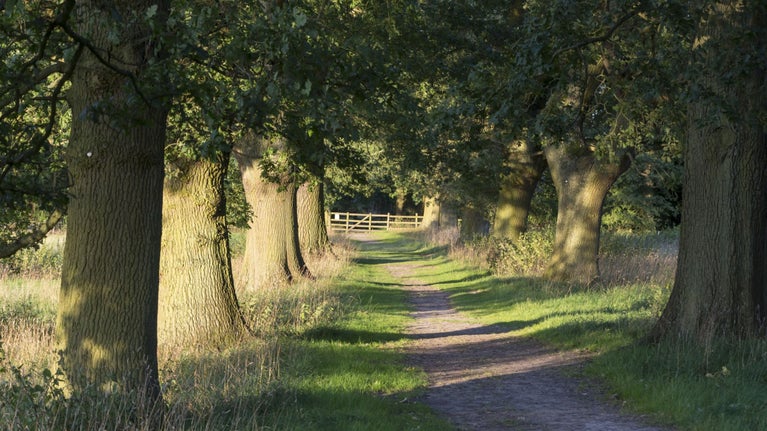 View of the trees on the avenue on Packwood's estate, Warwickshire